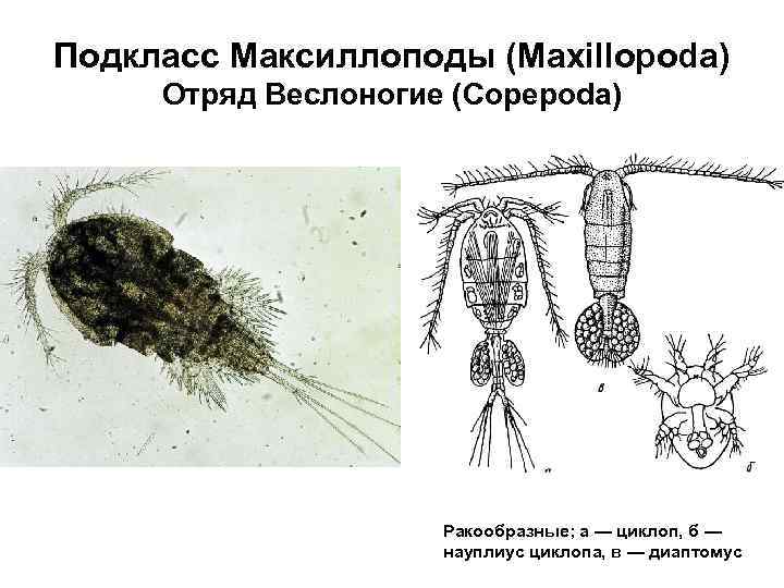 Где найти чертежи циклопа