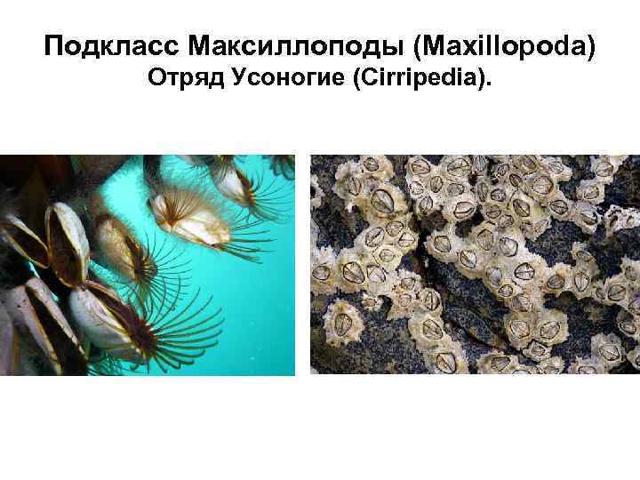 Подкласс Максиллоподы (Maxillopoda) Отряд Усоногие (Cirripedia). 