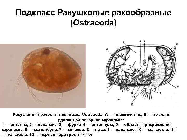 Подкласс Ракушковые ракообразные (Ostracoda) Ракушковый рачок из подкласса Ostracoda: А — внешний вид, Б