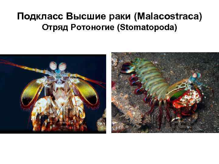 Подкласс Высшие раки (Malacostraca) Отряд Ротоногие (Stomatopoda) 