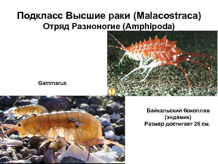 Подкласс Высшие раки (Malacostraca) Отряд Разноногие (Amphipoda) Gammarus Байкальский бокоплав (эндемик) Размер достигает 28
