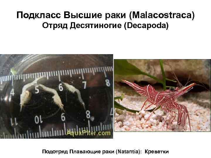 Подкласс Высшие раки (Malacostraca) Отряд Десятиногие (Decapoda) Подотряд Плавающие раки (Natantia): Креветки 