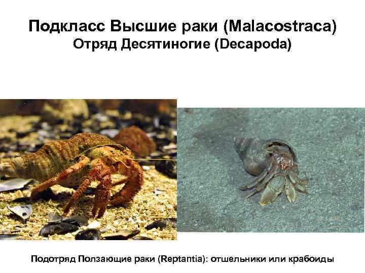 Подкласс Высшие раки (Malacostraca) Отряд Десятиногие (Decapoda) Подотряд Ползающие раки (Reptantia): отшельники или крабоиды