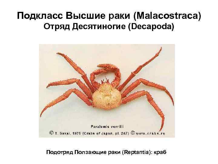 Подкласс Высшие раки (Malacostraca) Отряд Десятиногие (Decapoda) Подотряд Ползающие раки (Reptantia): краб 