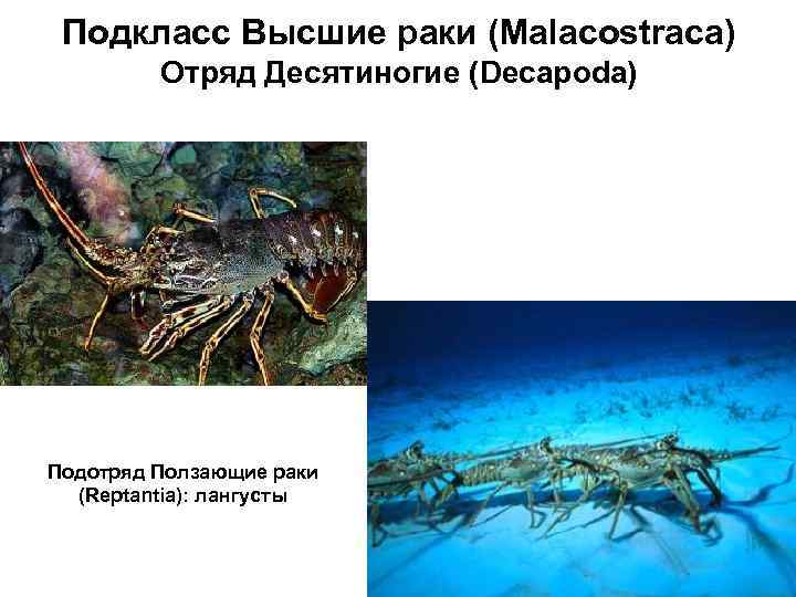 Подкласс Высшие раки (Malacostraca) Отряд Десятиногие (Decapoda) Подотряд Ползающие раки (Reptantia): лангусты 