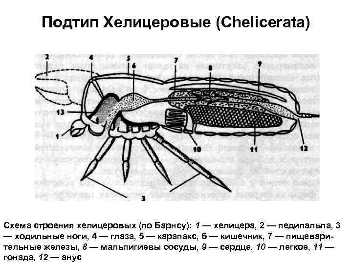 Скорпион схема строения