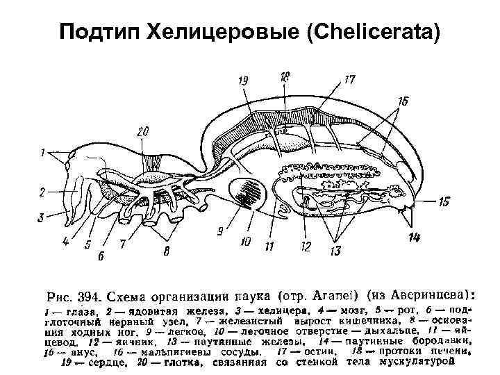 Подтип Хелицеровые (Chelicerata) 