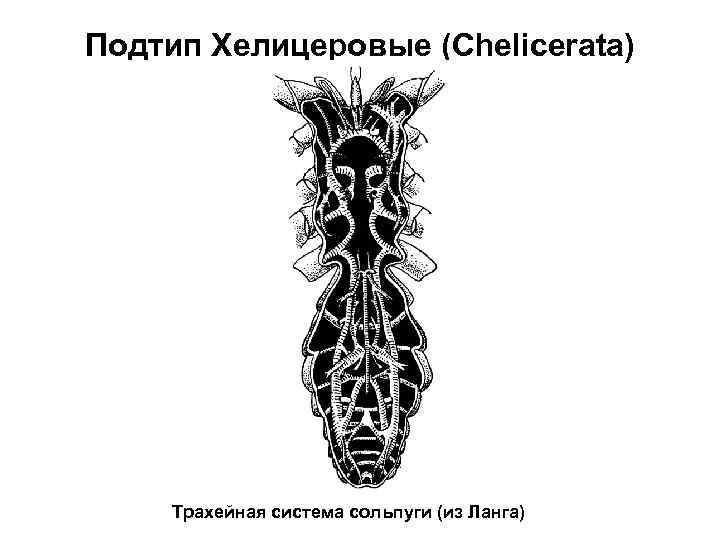 Подтип Хелицеровые (Chelicerata) Трахейная система сольпуги (из Ланга) 