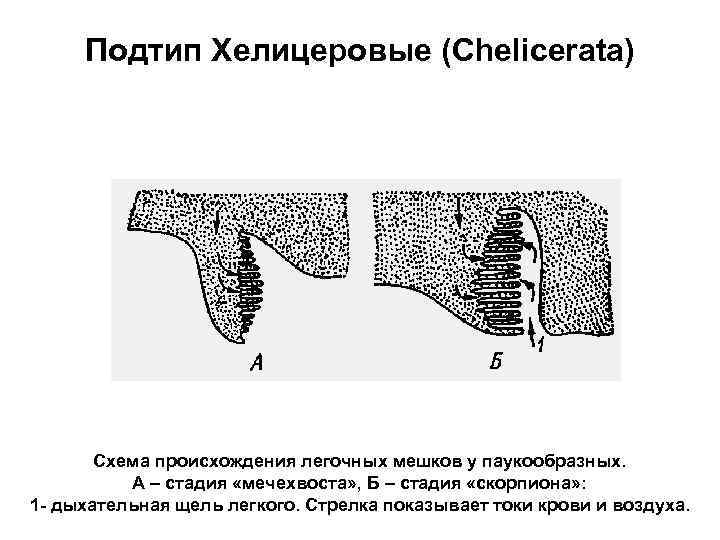 Подтип Хелицеровые (Chelicerata) Схема происхождения легочных мешков у паукообразных. А – стадия «мечехвоста» ,