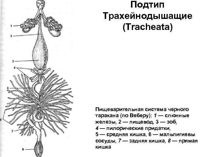 Подтип Трахейнодышащие (Tracheata) Пищеварительная система черного таракана (по Веберу): 1 — слюнные железы, 2