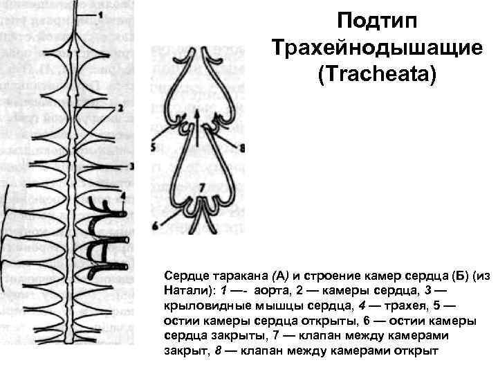 Подтип Трахейнодышащие (Tracheata) Сердце таракана (А) и строение камер сердца (Б) (из Натали): 1