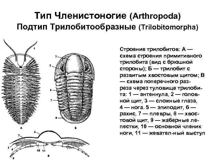 Схема классификации членистоногих