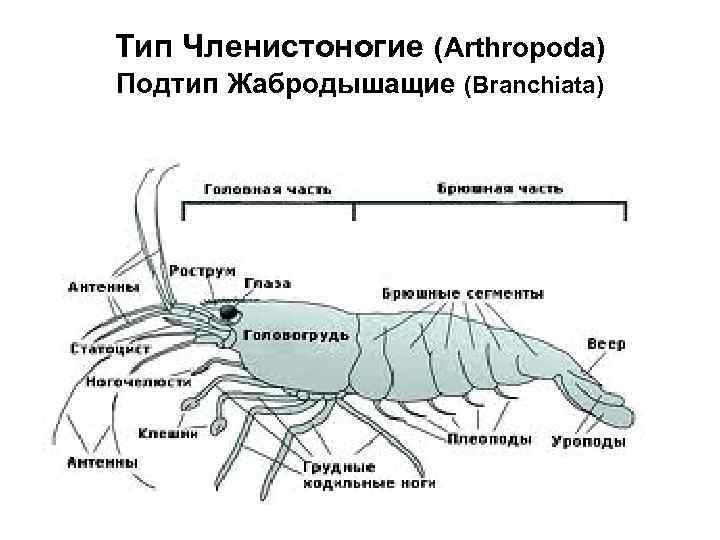 Схема тип членистоногие