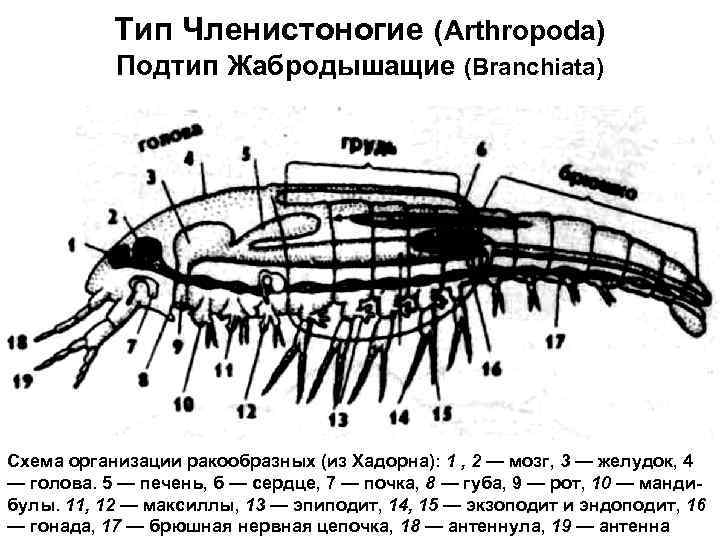 Схема строения ракообразных