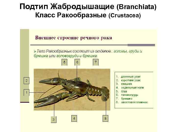 Тип членистоногие подтипы. Тип Членистоногие Подтип Жабродышащие. Подтип Жабродышащие класс ракообразные. Подтип Жабродышащие общая характеристика. Представители подтипа Жабродышащие.