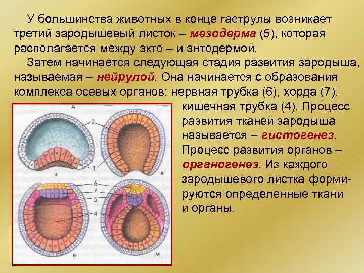 У большинства животных в конце гаструлы возникает третий зародышевый листок – мезодерма (5), которая