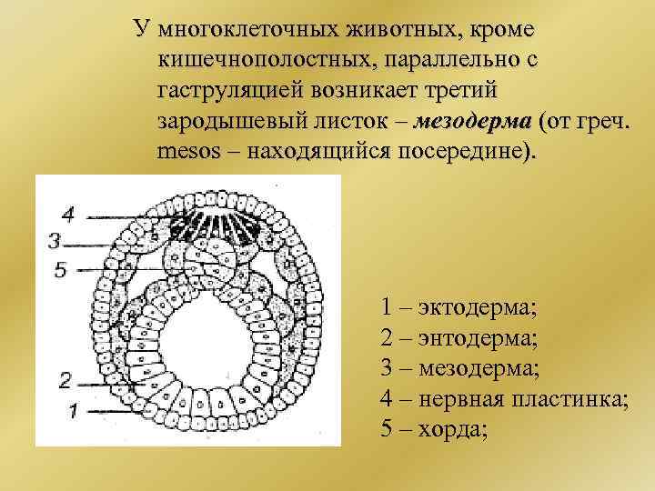 У многоклеточных животных, кроме кишечнополостных, параллельно с гаструляцией возникает третий зародышевый листок – мезодерма