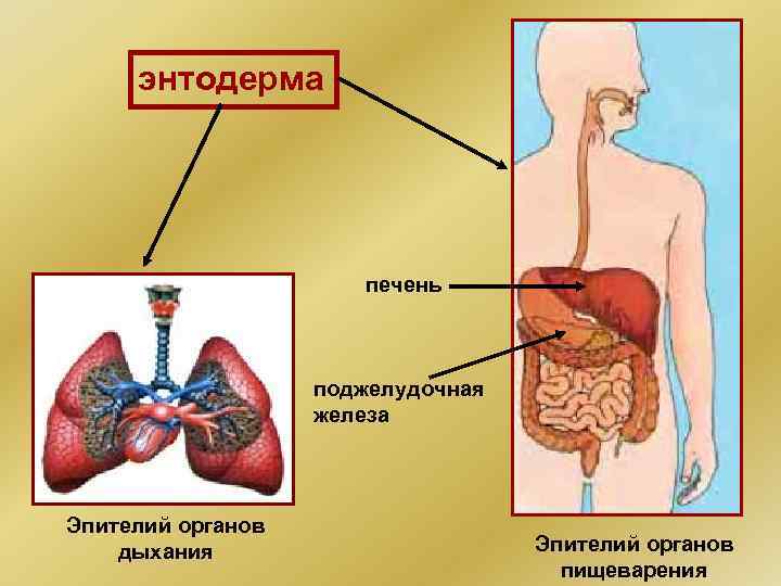 энтодерма печень поджелудочная железа Эпителий органов дыхания Эпителий органов пищеварения 