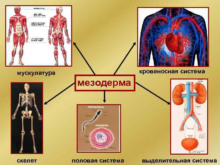 кровеносная система мускулатура мезодерма скелет половая система выделительная система 