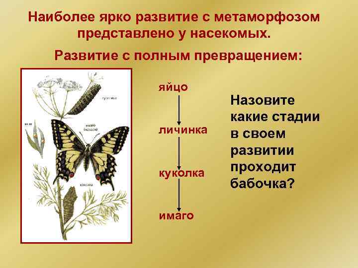 Наиболее ярко развитие с метаморфозом представлено у насекомых. Развитие с полным превращением: яйцо личинка