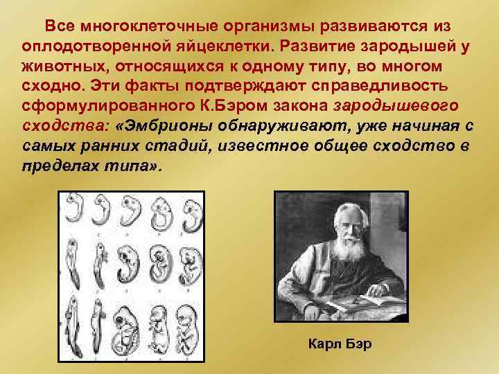 Все многоклеточные организмы развиваются из оплодотворенной яйцеклетки. Развитие зародышей у животных, относящихся к одному