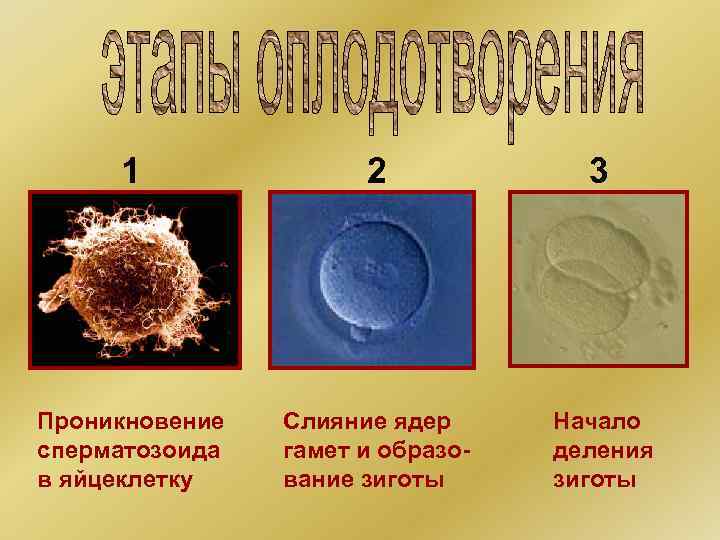 1 2 3 Проникновение сперматозоида в яйцеклетку Слияние ядер гамет и образование зиготы Начало