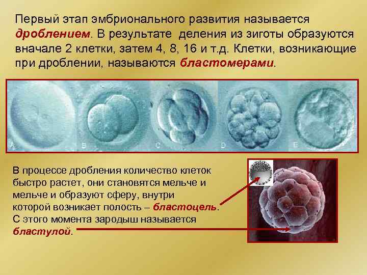 Первый этап эмбрионального развития называется дроблением. В результате деления из зиготы образуются вначале 2