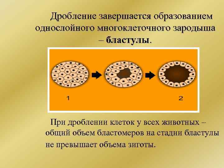 Дробление завершается образованием однослойного многоклеточного зародыша – бластулы. При дроблении клеток у всех животных