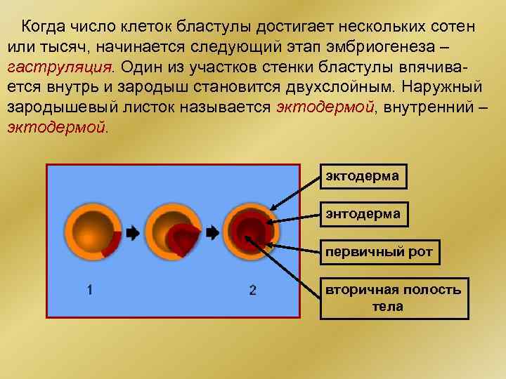 Когда число клеток бластулы достигает нескольких сотен или тысяч, начинается следующий этап эмбриогенеза –