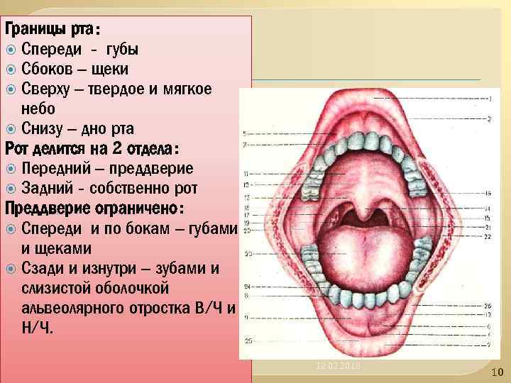 Полость рта представлена. Строение преддверия ротовой полости. Ротовая полость строение анатомия. Границы ротовой полости. Границы и отделы полости рта.