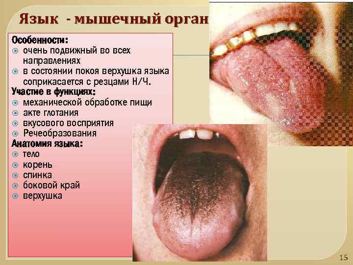 Язык - мышечный орган Особенности: очень подвижный во всех направлениях в состоянии покоя верхушка