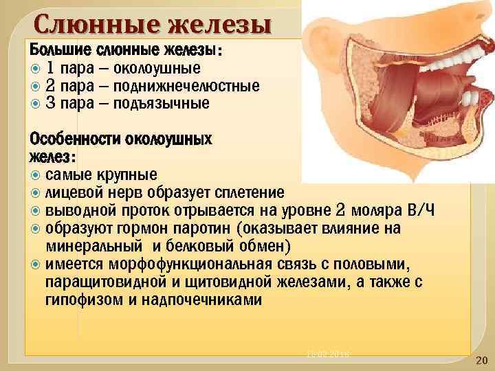 Слюнные железы Большие слюнные железы: 1 пара – околоушные 2 пара – поднижнечелюстные 3