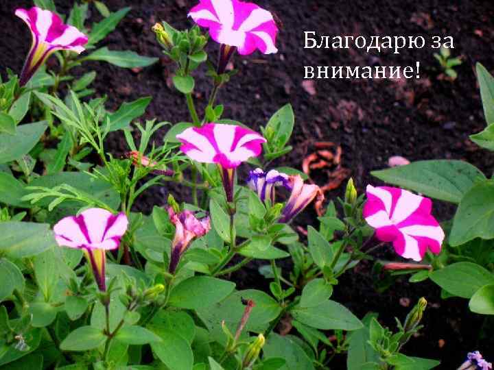 Благодарю за внимание! 12. 02. 2018 30 