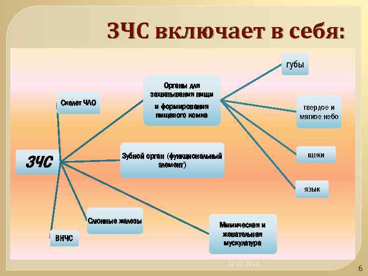 ЗЧС включает в себя: губы Органы для захватывания пищи Скелет ЧЛО и формирования пищевого