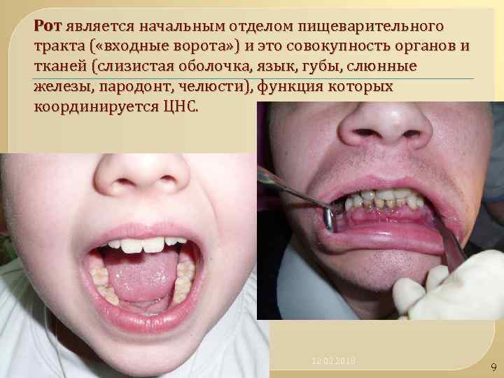 Рот является начальным отделом пищеварительного тракта ( «входные ворота» ) и это совокупность органов