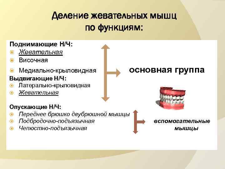 Деление жевательных мышц по функциям: Поднимающие Н/Ч: Жевательная Височная Медиально-крыловидная основная группа Выдвигающие Н/Ч: