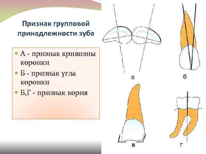 Признаки корня