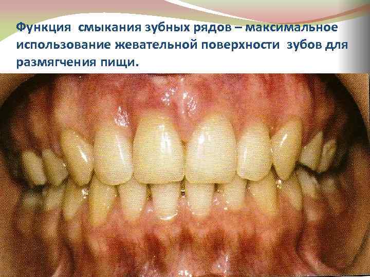 Функция смыкания зубных рядов – максимальное использование жевательной поверхности зубов для размягчения пищи. 