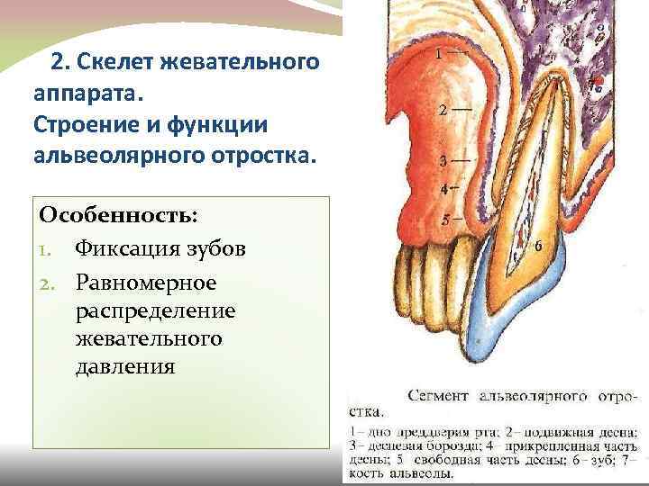 2. Скелет жевательного аппарата. Строение и функции альвеолярного отростка. Особенность: 1. Фиксация зубов 2.