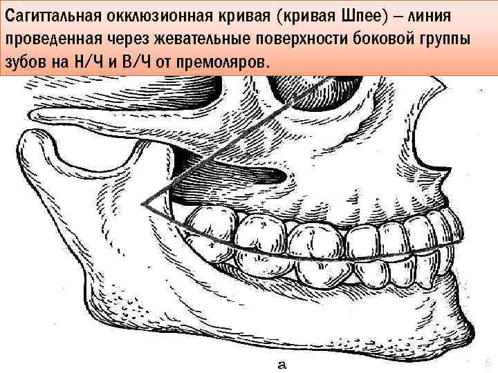 Идеальная схема окклюзионных контактов моляров и премоляров