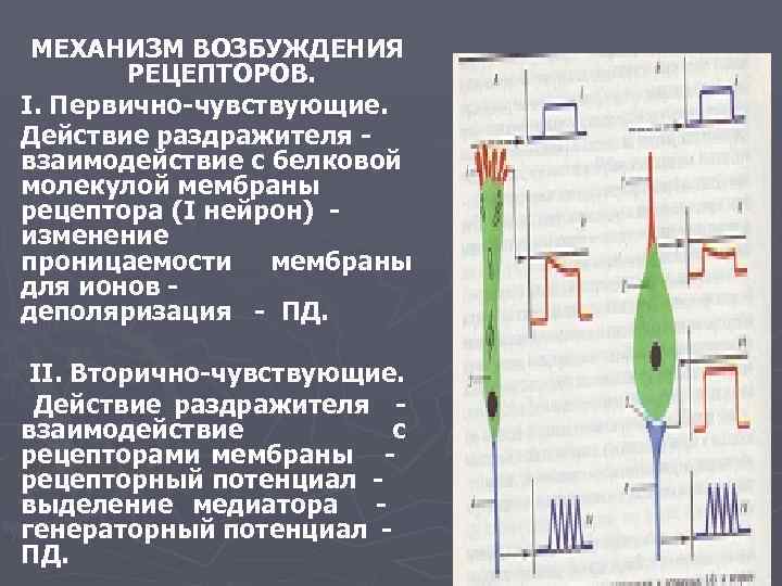 Понятие об анализаторах презентация 8 класс