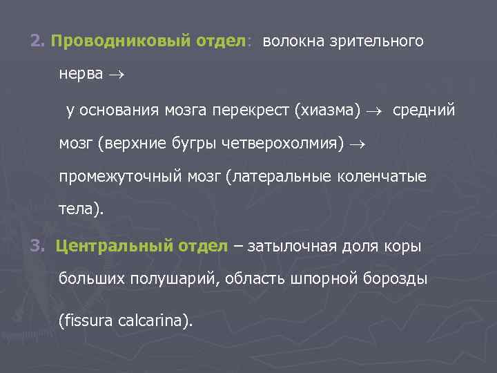 2. Проводниковый отдел: волокна зрительного нерва у основания мозга перекрест (хиазма) средний мозг (верхние