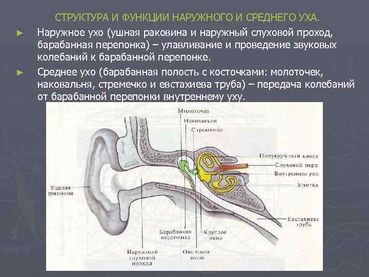► ► СТРУКТУРА И ФУНКЦИИ НАРУЖНОГО И СРЕДНЕГО УХА. Наружное ухо (ушная раковина и