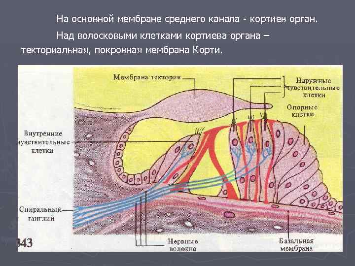 Кортиев орган схема