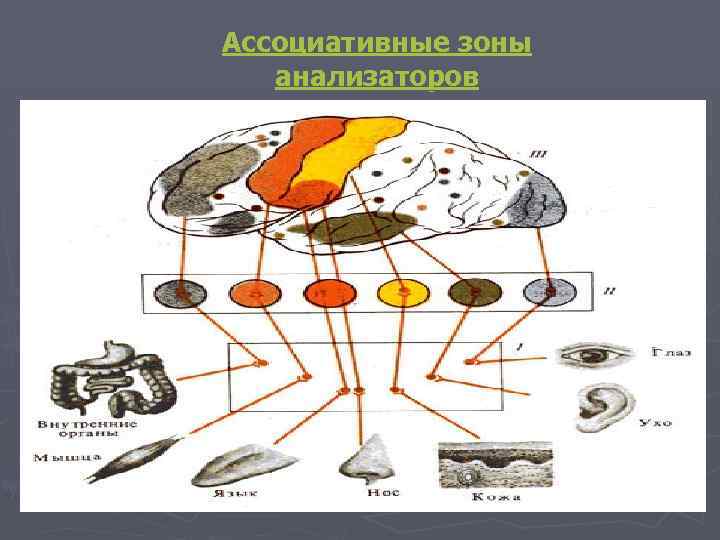Ассоциативные зоны анализаторов 