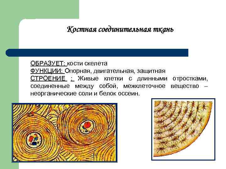 Скелет образован тканью. Скелетная костная соединительная ткань функции. Соединительная ткань кость функции. Соединительная ткань костная ткань строение. Костная ткань образована соединительной тканью.