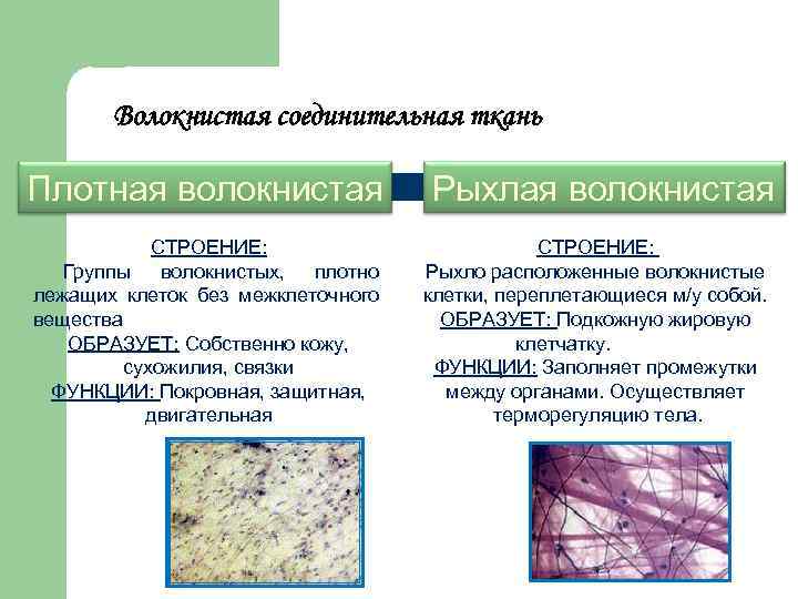 Соединение тканей топографическая анатомия. Характеристика межклеточного вещества рыхлой соединительной ткани. Волокнистая соединительная ткань строение и функции. Рыхлая соединительная ткань строение ткани. Рыхлая соединительная ткань строение и функции.