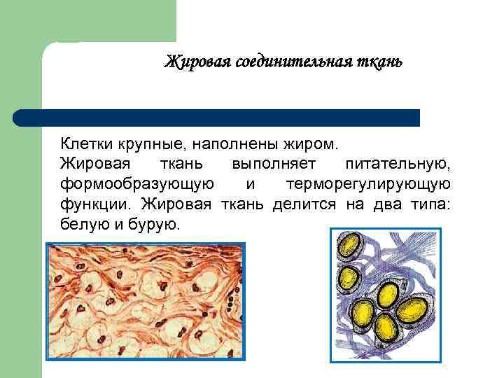 Жировая ткань какая ткань