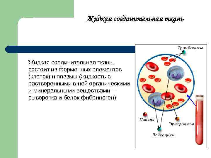 Жидкая соединительная ткань, состоит из форменных элементов (клеток) и плазмы (жидкость с растворенными в