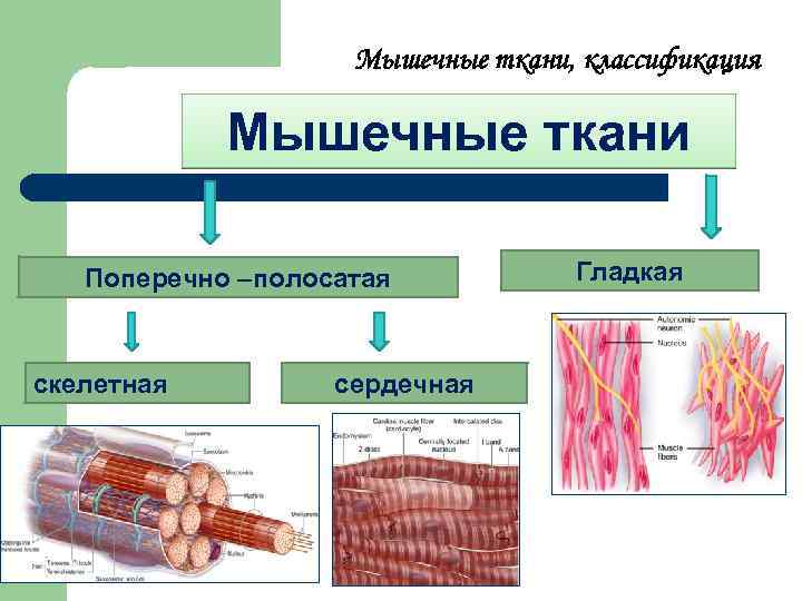 Какими свойствами обладают клетки мышечной ткани. Схема классификации мышечной ткани. Поперечно-полосатая мышечная ткань классификация мышечной ткани. Классификация гладкой и поперечнополосатой ткани. Строение гладкой и поперечно полосатой ткани.